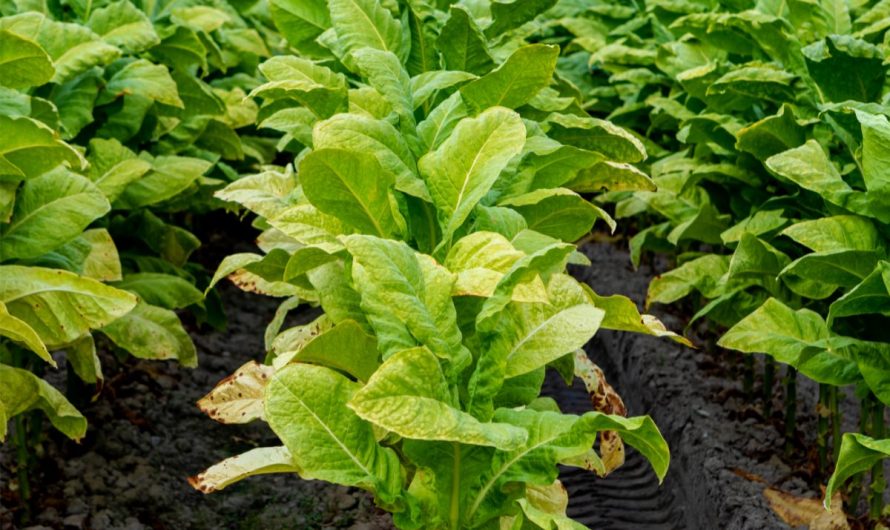 Comment débuter avec la culture du tabac Kentucky brun dans votre jardin
